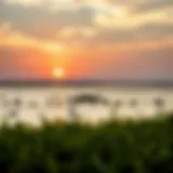 Stunning view of Ras Al Khor wetlands showcasing diverse wildlife