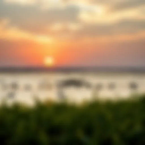Stunning view of Ras Al Khor wetlands showcasing diverse wildlife
