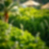 Lush greenery of Meraas Nad Al Sheba Gardens showcasing its natural beauty