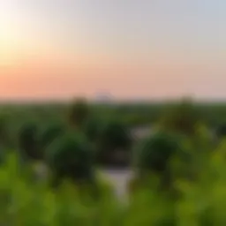 Panoramic view of Al Bateen Park showcasing lush greenery